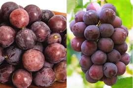 花笑み農園　岡山の訳ありニューピオーネ1kg【9/9～順次発送】WP-1