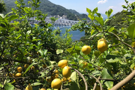 朝収穫　新鮮栽培期間中農薬不使用　9.8キロ　瀬戸内レモン　切った時の水分が違います。