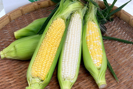 【今だけ3種食べ比べ】極甘・濃厚・王道の甘さを楽しむ｜とうもろこし12本セット