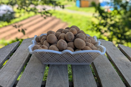 素揚げに最適！インカのめざめ箱込み2kg【栽培期間中農薬化学肥料不使用】サイズ小さめ