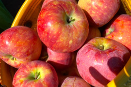 【2026年予約】『シナノリップ』家庭用✨暑い夏にピッタリなジューシーなりんご！5ｋｇ