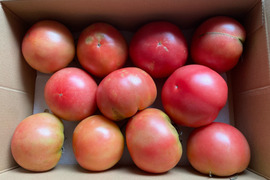 マイルドな酸味と甘味　大玉トマト　れおん・麗夏　約2kg