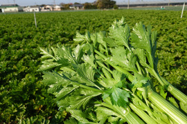 ハマる人続出！あっぱれセロリ(5kg 1株300g以上)