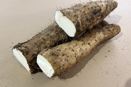 【規格外】【お得用】粘りが強い大和芋 2kg ご家庭用
