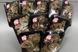 群馬で爆売れ！！！苦み少ない「びっくり舞茸」ご家庭用140gUPx10Ｐ