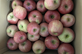 加工用りんご　約10kg