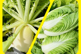白菜と大根コラボセット‼️