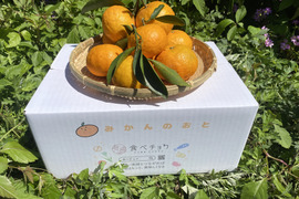 【カラマンダリン】【訳あり・加工にも】6kg箱カラマンダリン 訳あり 6kg｜そのまま食べても、絞っても、加工しても