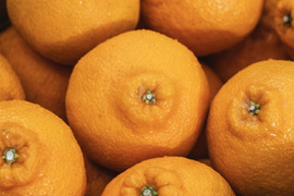 【樹上完熟】不知火（デコ）5kg『甘みと程よい酸味のバランスが絶妙』【家庭用 】