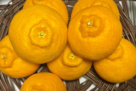 【数量限定☆希少の高級柑橘🎁】甘さいっぱい！濃厚な甘味！不知火２㎏🍊
