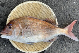 【鮮度抜群】天然活〆真鯛（1.5〜2kg）｜数量限定