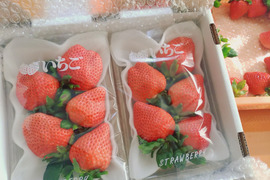 大粒！桃のような風味
完熟恋みのり