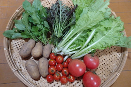 【自然栽培】高原の野菜セットSS（5～6品目）