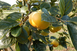 規格外の美味しさ、貴方の心を虜にする人気の柿「太秋」９個から１２個入１箱３．５㎏以上
　 ３年連続（令和５、６、７年）茨城県知事賞を受賞