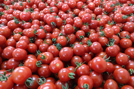 朝採り直送！糖度8以上🍅こだわりのフルーツトマトとこだわりのミニトマト　計3kgセット甘みと酸味のバランスが絶妙で美味しいです🍅