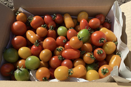 【夏ギフト】カラフルミニトマト食べ比べセット　1.5kg