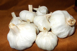 2026収穫　訳アリ　尾張名古屋のブランド野菜　泡沫（うたかた）にんにく1㎏ （B品・サイズ混じり有り）