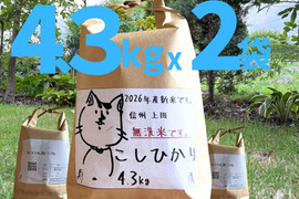第一次予約‼️　26年度産新米!! 無洗米 もっちもち!! 信州上田産コシヒカリ無洗米4.3kgX2袋　おむすび　お弁当に!!　　令和8年 農家直送