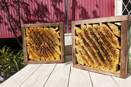 【予約販売商品】日本蜜蜂 糸島RANTAN