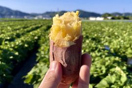 ほくほく食感と上品な甘さ！なると金時冷凍焼き芋(中サイズ)1.5kg