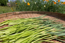【農薬一切不使用】朝摘み「ニンニクの芽★200㌘★」1年でこの時期だけの旬をお送りします！