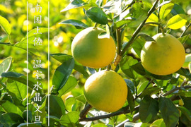 【極上柑橘】温室水晶文旦５ｋｇ ご家庭用 農薬不使用 自然栽培 四万十産