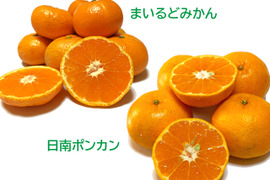 まいるどみかん＆日南ポンカンセット【柑橘食べ比べ】
