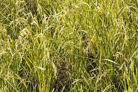 【令和7年】コシヒカリ・再生二期作・玄米（10kg）【栽培期間中　農薬・化学肥料不使用】