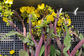 ✨【春限定】甘くてシャキッ！農薬・化成肥料不使用の紅菜苔（こうさいたい）✨😊