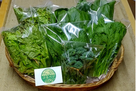 【アワード受賞福袋】🏆 農家の食卓からお裾分け♪自分たちが食べたくて育てた、朝採れ・無施肥の冬野菜 4種セット🥗