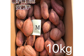 【絶品】大人気！安納芋 Mサイズ 10kg(箱別)