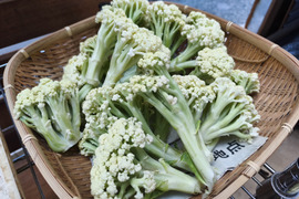 茎まで甘い、サクッとした歯ごたえ。採りたて「カリフローレ」