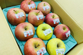 旬のりんご4品種食べ比べセット3ｋｇ（早生ふじ、星の金貨、千雪、シナノスイート）