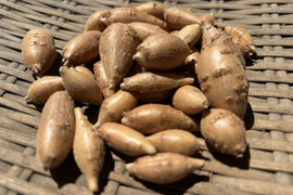 【農薬・化学肥料不使用】自然農法で育ったアピオス 種芋用