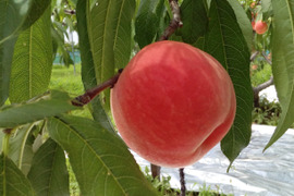 24年6月下旬発送🍑【日川白鳳】食べ応えたっぷり５ｋｇ１箱・20～22玉入り