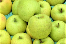 果汁多く甘み強い【王林】10㎏ 26～40玉　10月下旬頃収穫　青森りんご　農家直送