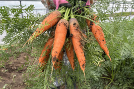 【有機JAS認証】北海道産の元気な土で育ったにんじん（3kg）早出し