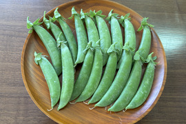初夏の味わい！農薬不使用・スナップえんどう たっぷり1kg（埼玉県産）