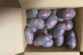 ★【新じゃが】濃厚な甘みのじゃがいも「グランドペチカ（デストロイヤー） 3Kg