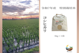 R7年産特別栽培米　 コシヒカリ　5㎏