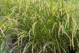 【令和7年】ミルキークイーン・再生二期作・玄米（10kg）【栽培期間中　農薬・化学肥料不使用】