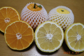 秀品🍊贈答に！
"不知火（伊豆デコ）" &"はるか"の　初春のうれしい食べ比べセット！ 　正味4.0㎏