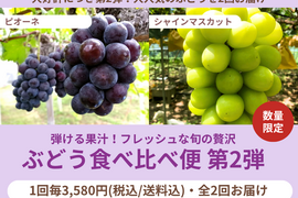 【売り切れ】【限定300セット】ぶどう食べ比べ便　第2弾（食べチョク公式）