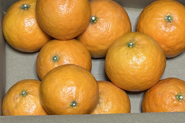 南津海　「なつみ」　約1.8kg 　ご家庭用