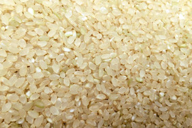 みやもと米　五分搗米10㎏　コシヒカリ