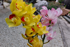 【訳あり切り花3本】シンビジウムの切り花