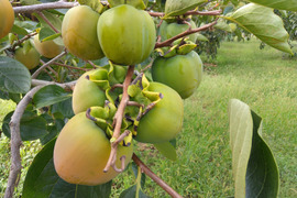 「山梨県産」甲州百目（干し柿用渋柿）ご家庭用5ｋｇ（15～22個）