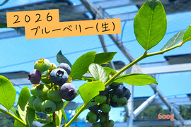 農薬不使用！旬のブルーベリーを食べ比べ！(150g×４)
