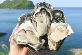 【生食】小ぶりで美味！ミネラルたっぷり岩牡蠣(S10個入)島根県産