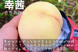 【家庭用】高糖度品種が目白押し！ ８月中旬～９月上旬の岡山の桃　小箱 ３～６玉